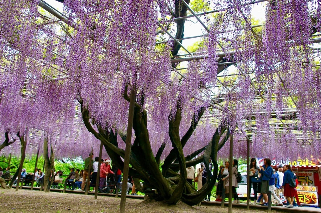 藤祭り藤の幹５