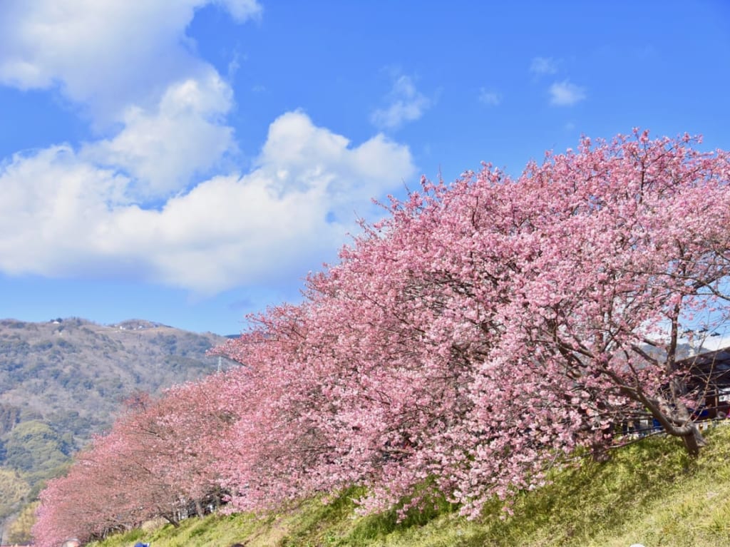葵桜の開花情報