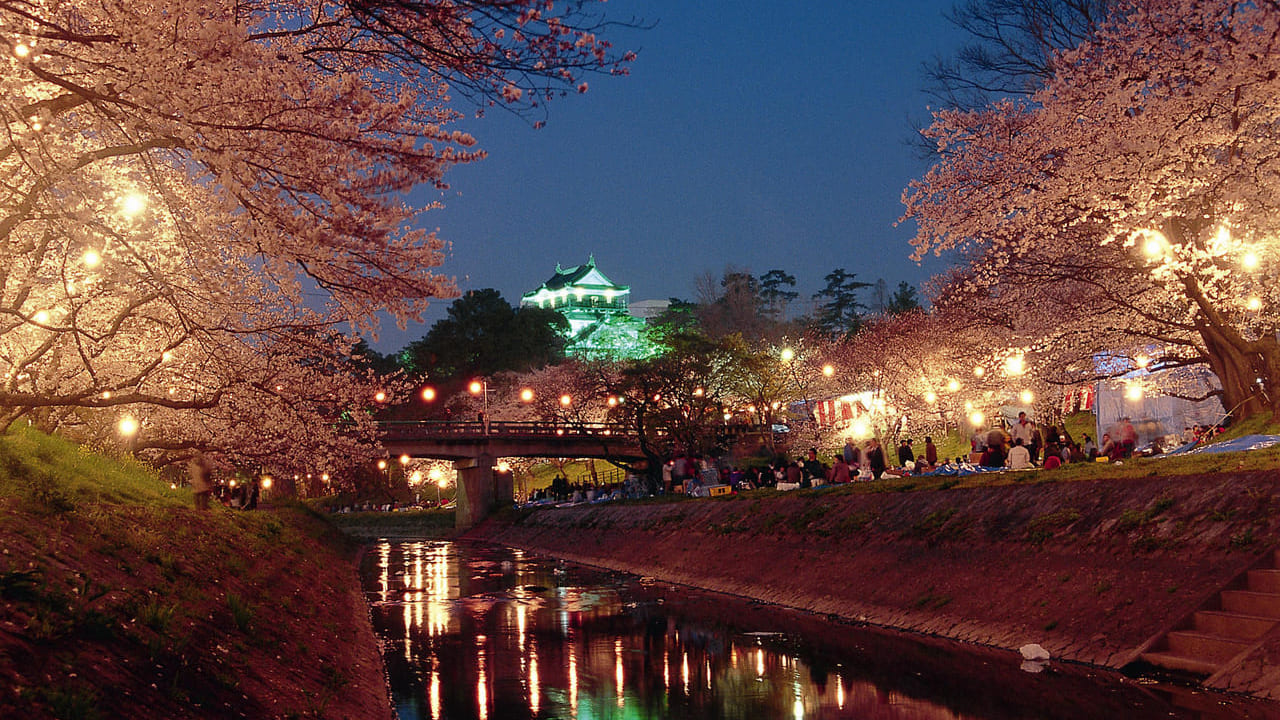 岡崎公園夜桜