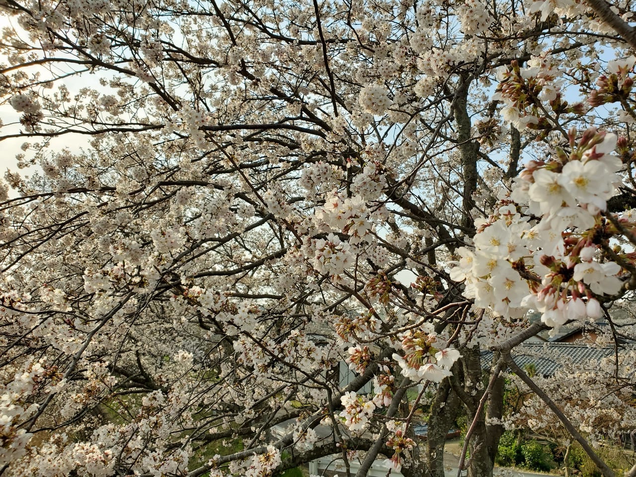 桜のお花見