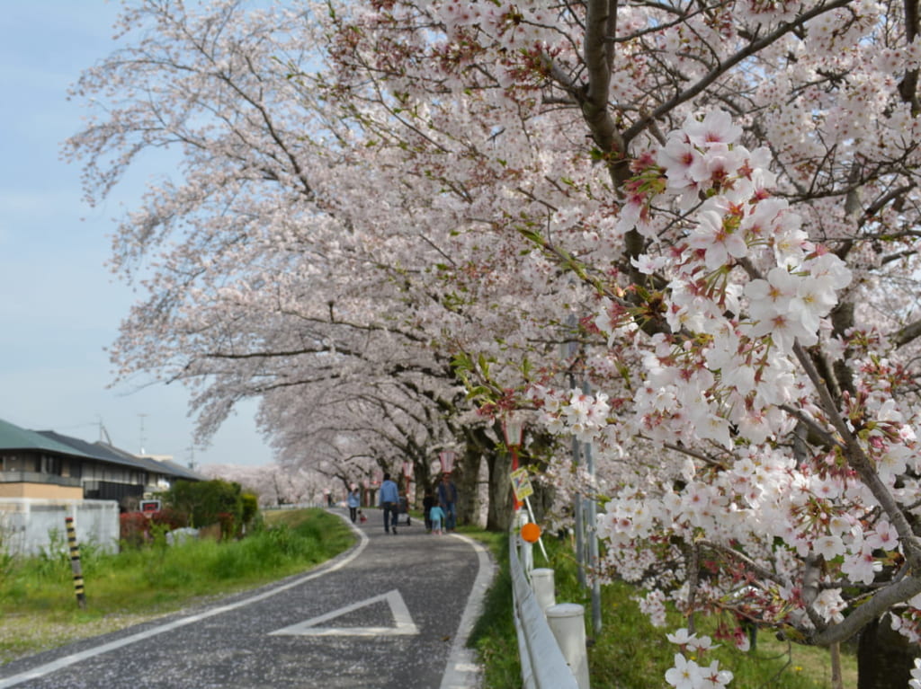 伊賀川の桜