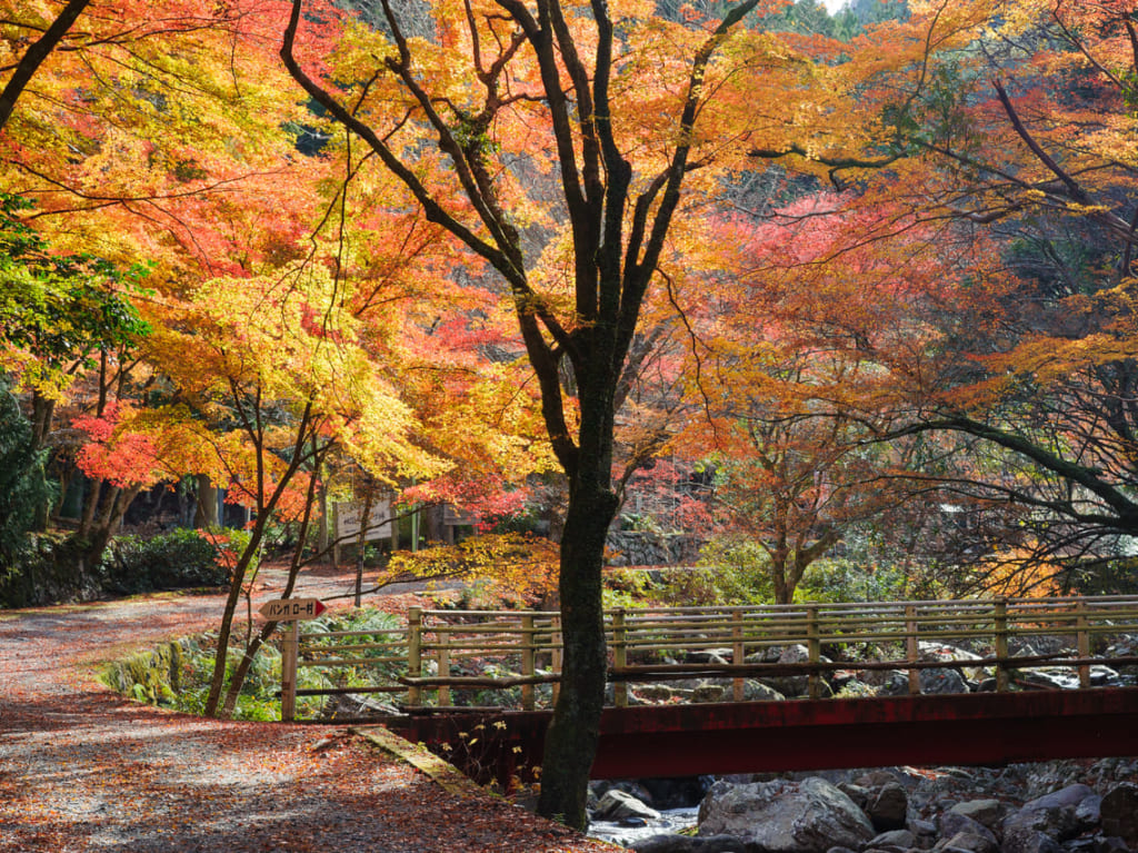 くらがり渓谷　くらがり紅葉まつり