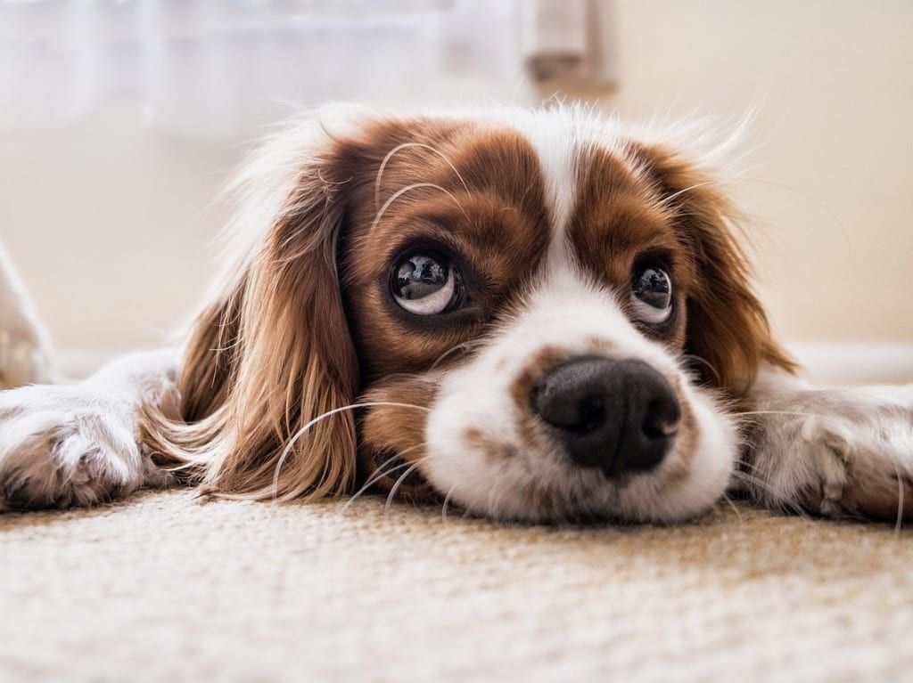 犬　わんわん