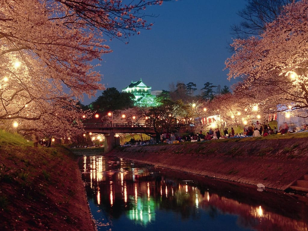 夜桜ライトアップ 岡崎