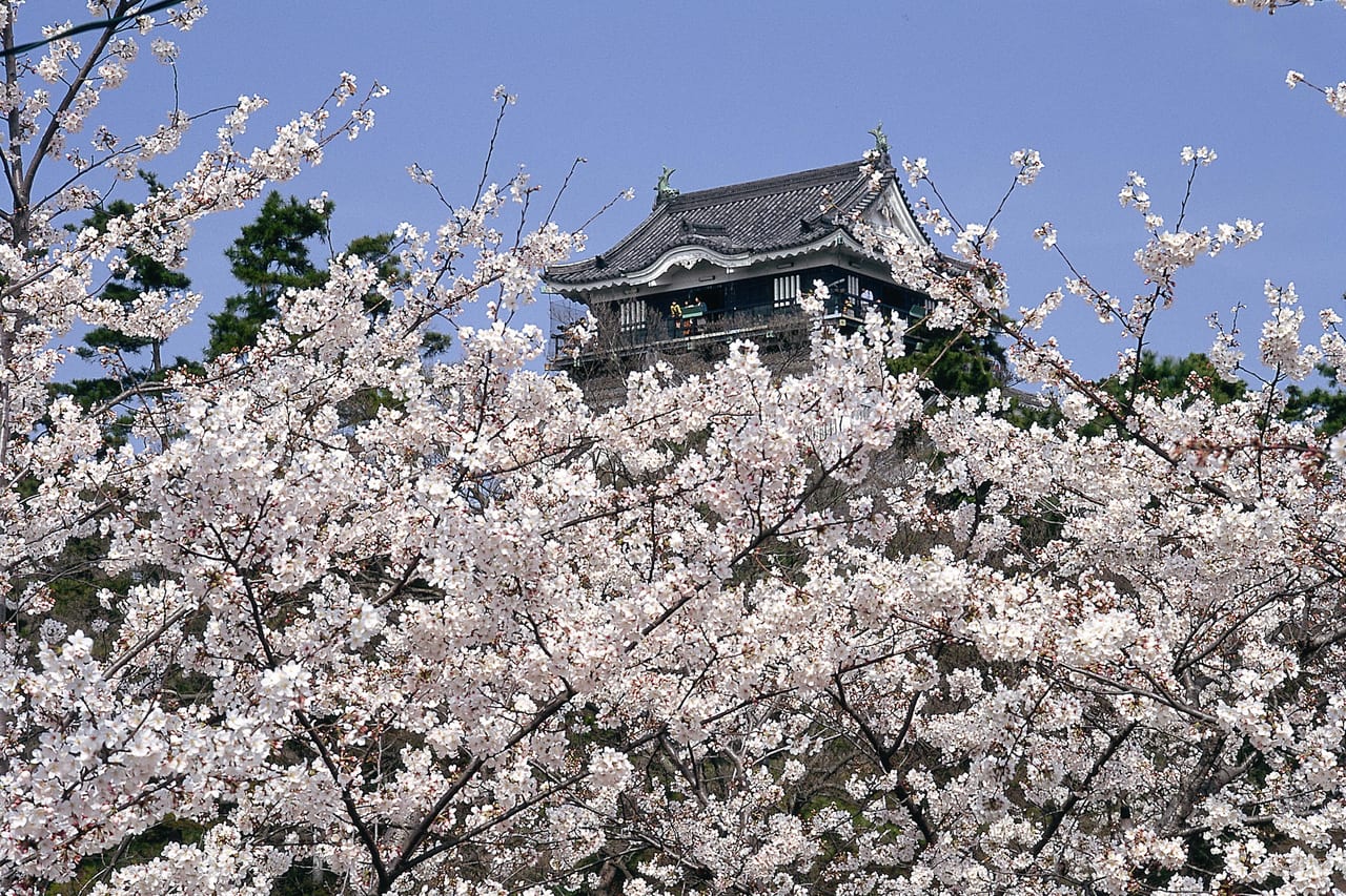 岡崎公園 桜