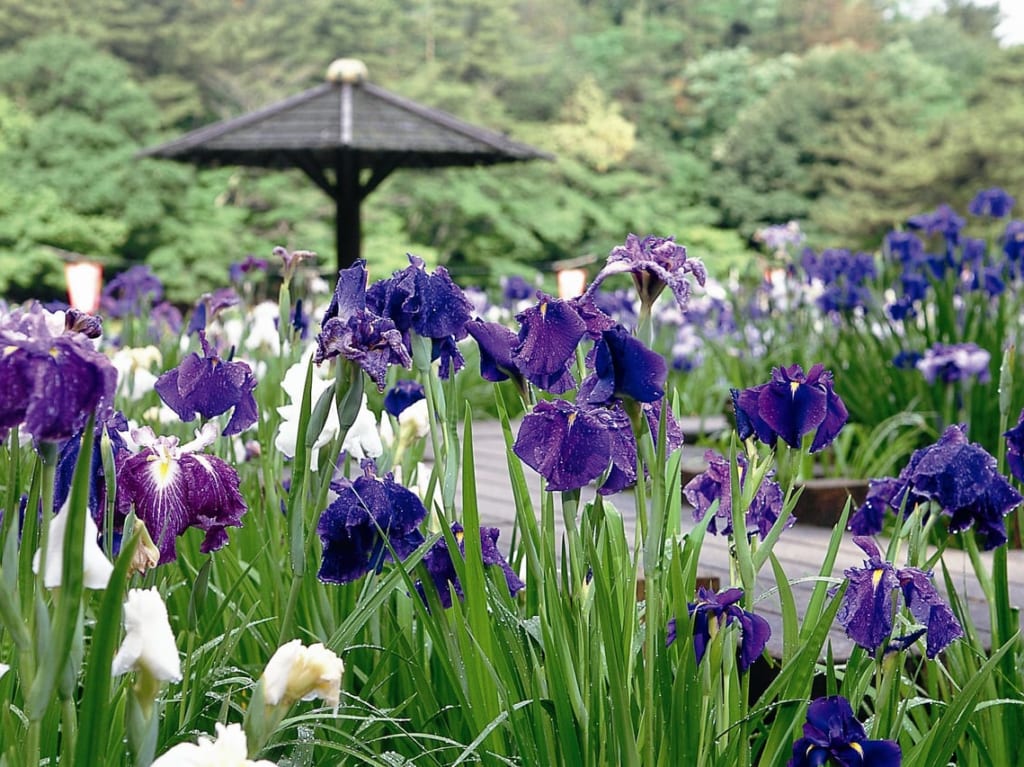 岡崎市東公園 花菖蒲