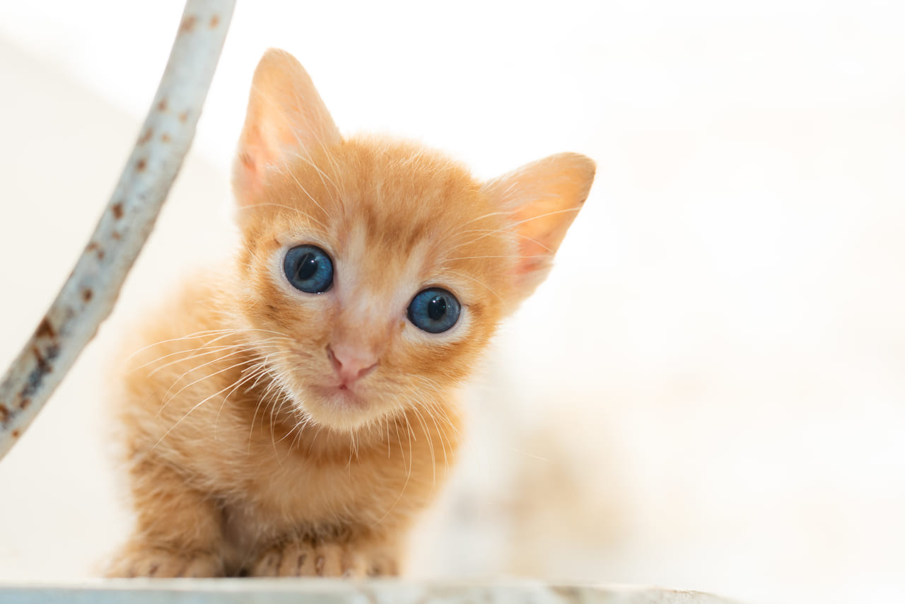 岡崎市 保護猫カフェが猫砂など猫ちゃんのお世話に必要な備品の支援を求めています 号外net 岡崎市
