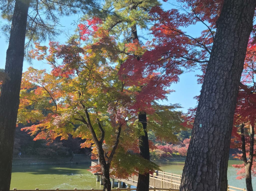 東公園 紅葉