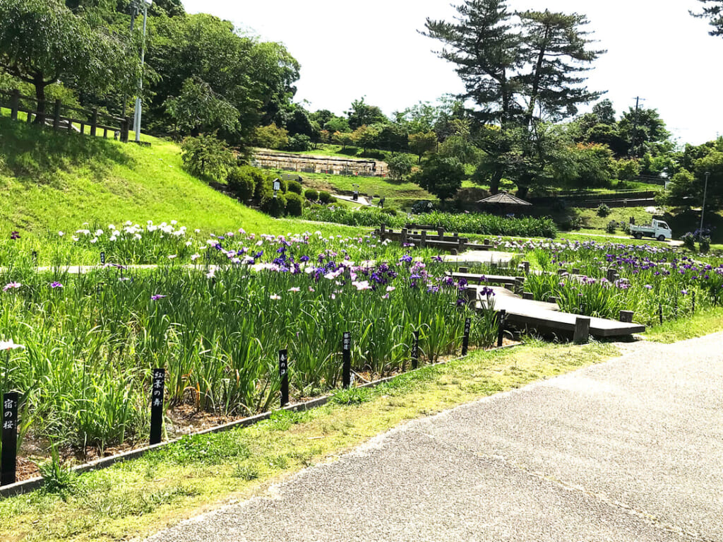 東公園 花菖蒲まつり