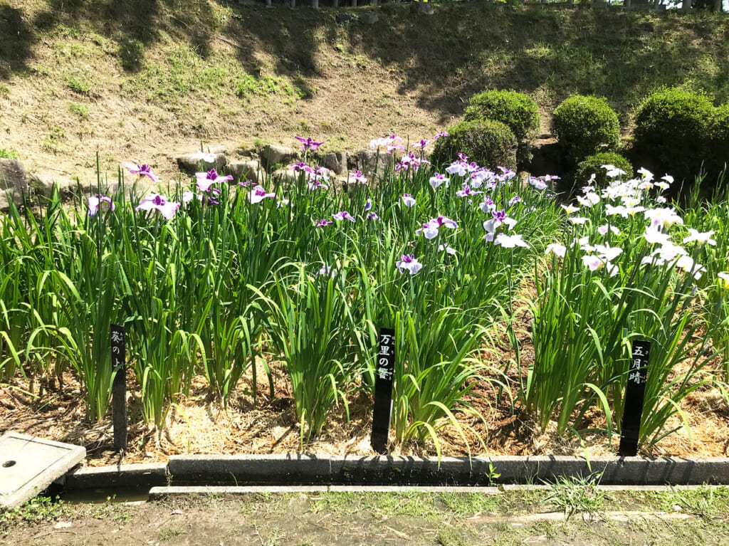 東公園 花菖蒲まつり